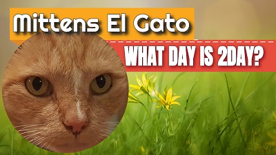 What Day is 2Day – Mittens El Gato